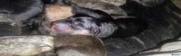 Mixed Breed dogs for sale: Beautiful Pups in Need of Loving and Natural Homes - Advert 6
