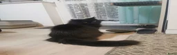 Mixed Breed cats for sale: Mixed breed long hair - Advert 7