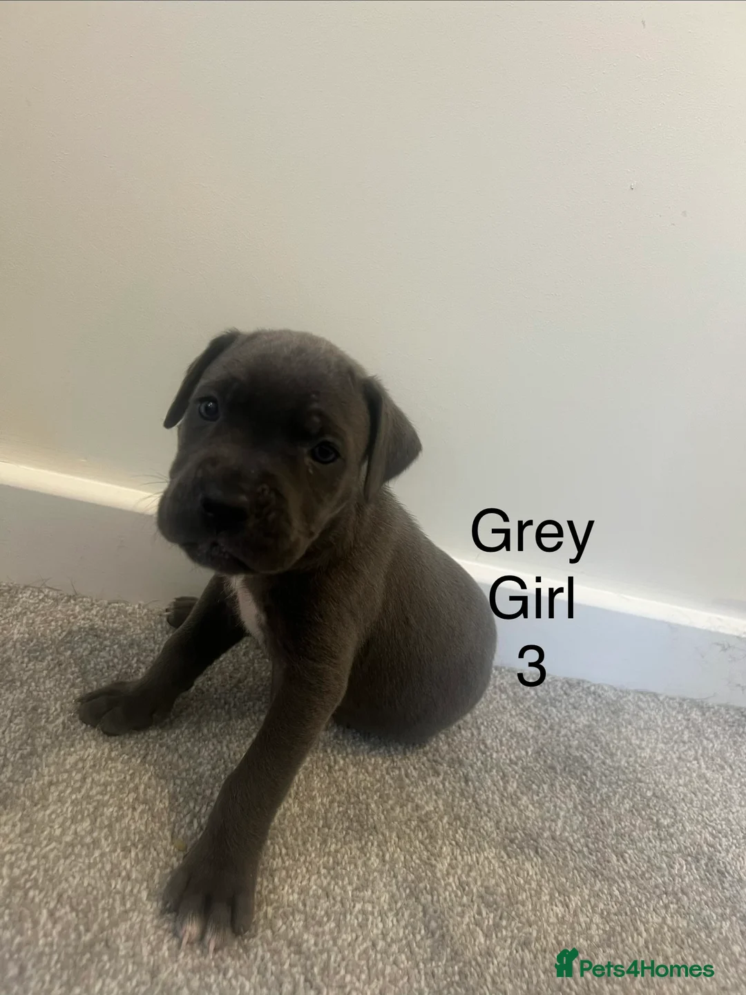 Cane Corso dogs for sale: Cane corso puppies  in Llandrindod Wells - Advert 2