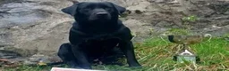 Labrador Retriever dogs for sale: KC Reg Yellow and black Labrador pups - Advert 6
