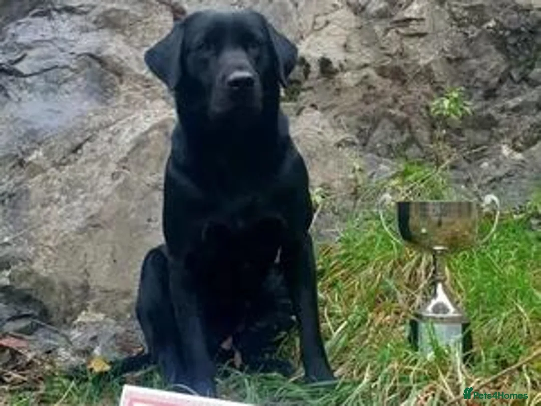 Labrador Retriever dogs for sale: KC Reg Yellow and black Labrador pups - Advert 6