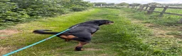 Rottweiler dogs for sale: Ronnie  Friendly, Loving 12 Month Male Rottweiler - Advert 5