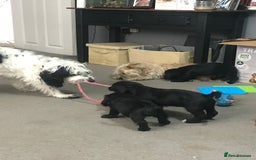 Mixed Breed dogs for sale: Gorgeous Cockapoochon puppies  - Image 11