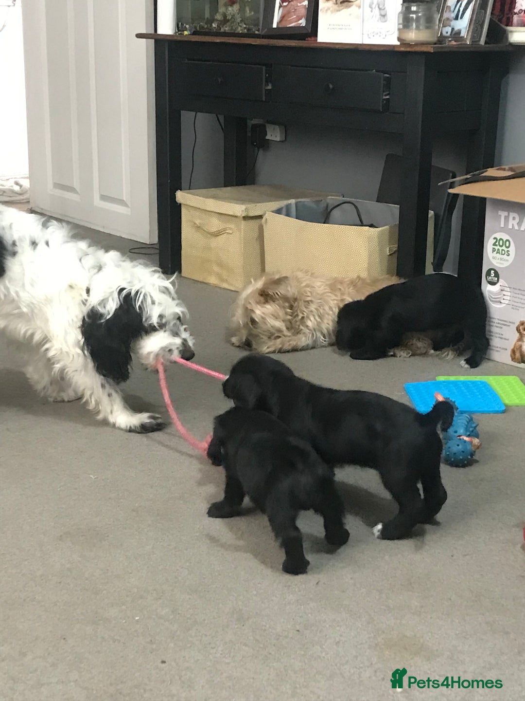 Mixed Breed dogs for sale: Gorgeous Cockapoochon puppies  - Image 11
