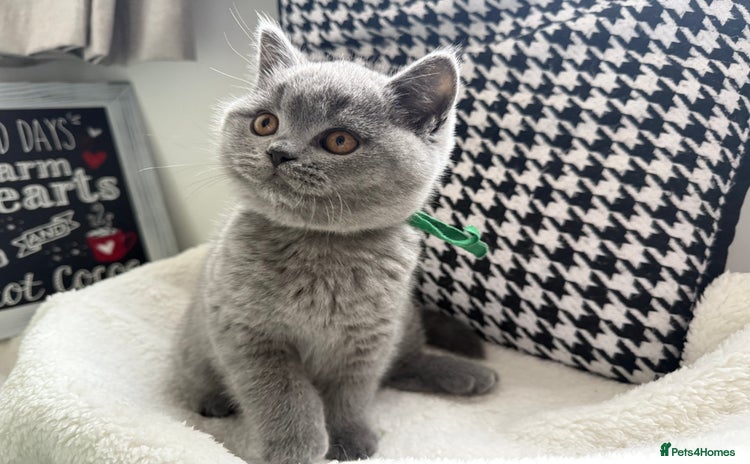 British Shorthair cats Adorable British Shorthair- ❣️LAST boys❣️ - Advert 1