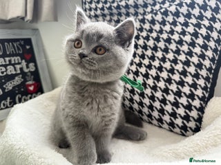 British Shorthair cats Adorable British Shorthair- ❣️LAST boys❣️ - Advert 17