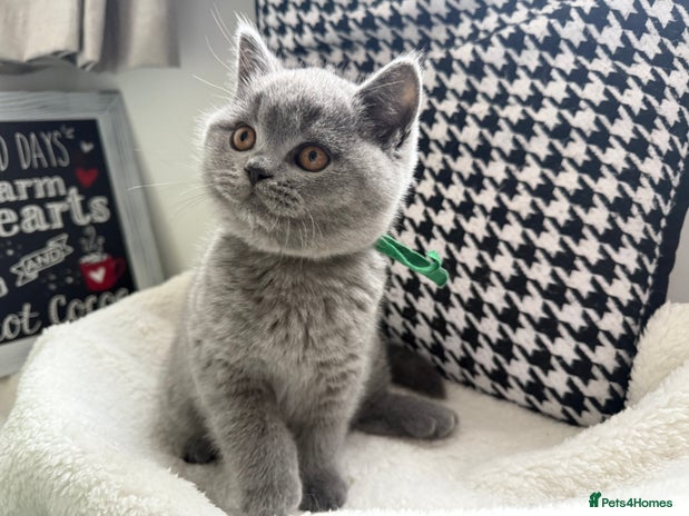 British Shorthair cats Adorable British Shorthair- ❣️LAST boys❣️ - Advert 1