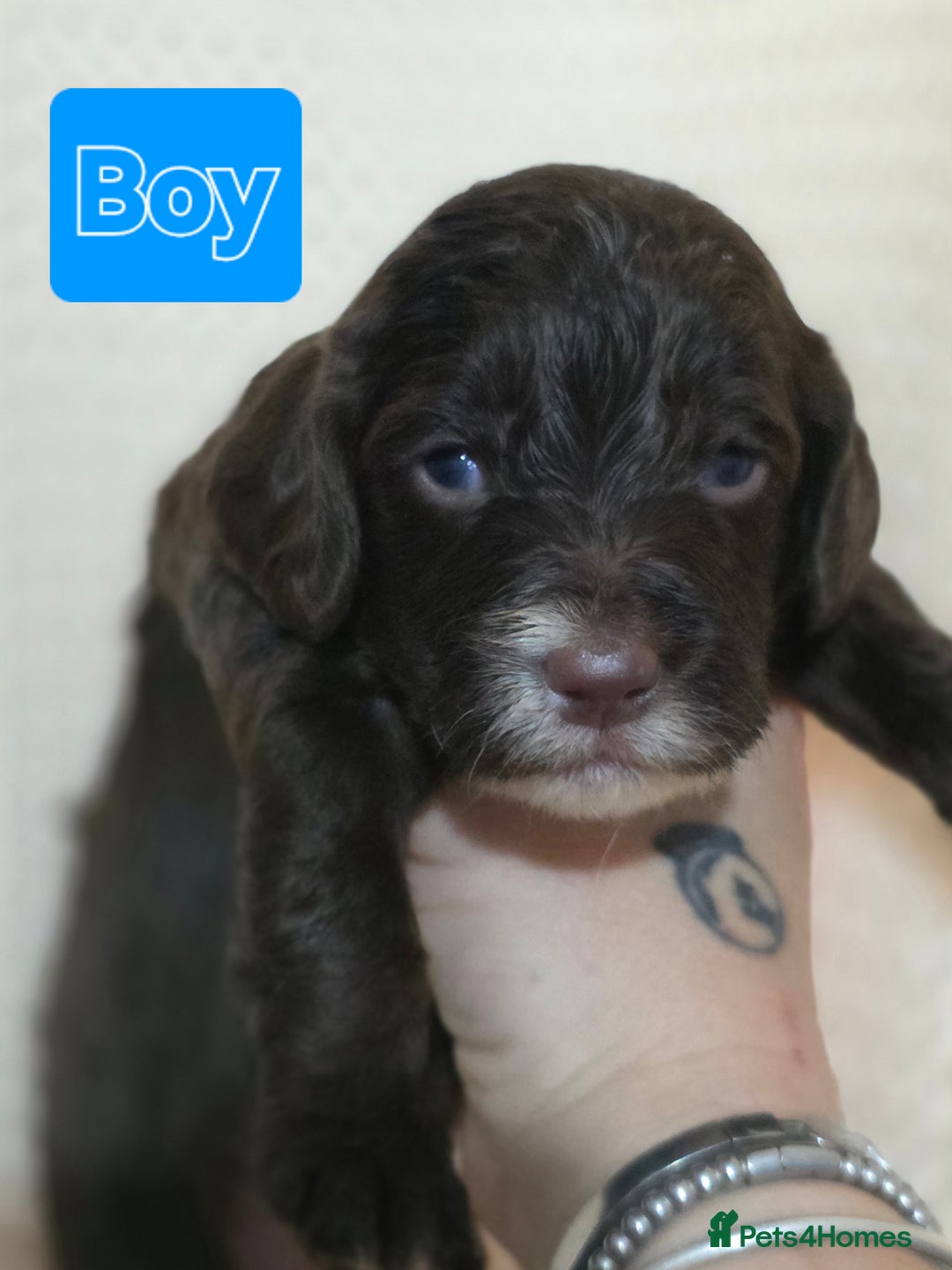 Mixed Breed dogs for sale: 2 PUPS LEFT OF mixed breed looking for new homes - Advert 9