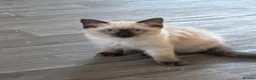 Ragdoll cats for sale: Ragdoll kittens  - Advert 2