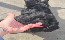 Maltipoo dogs for sale: Maltipoo puppies ready now  - Image 24