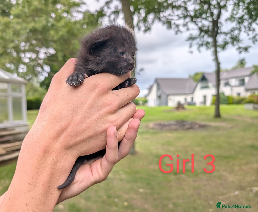 Mixed Breed cats for sale: 6 adorable tortie kittens - Image 2