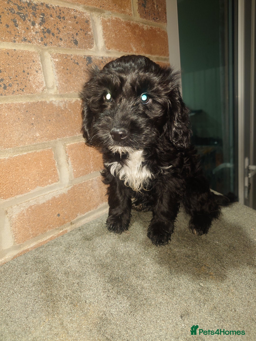 Cockapoo dogs for sale: Ready now stunning cockapoo girls - Advert 30