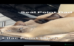 Siamese cats for sale: 2x Beautiful Pedigree Siamese Female Kittens - Image 15