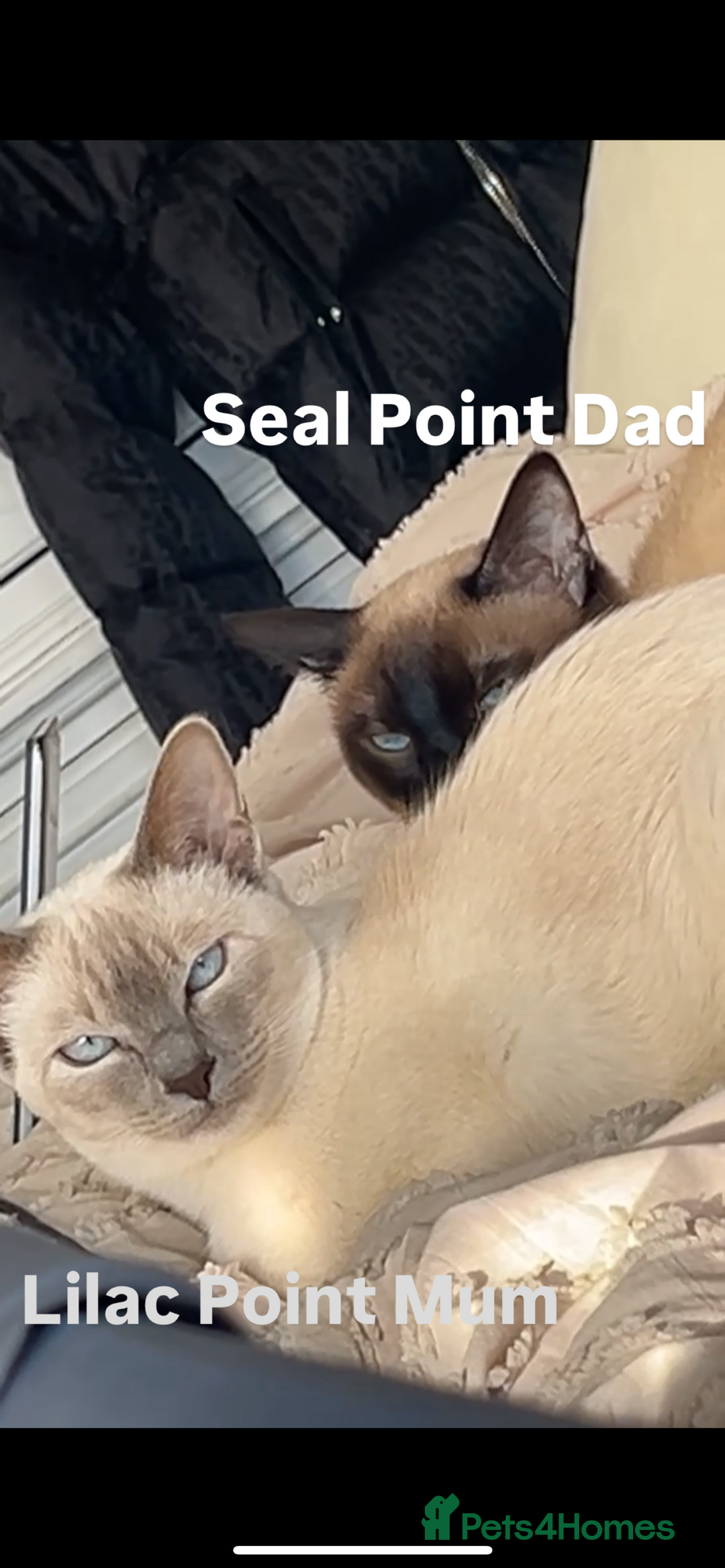 Siamese cats for sale: 2x Beautiful Pedigree Siamese Female Kittens - Image 15