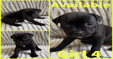 Staffordshire Bull Terrier dogs - Advert 2