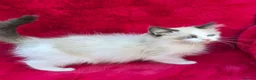 Ragdoll cats for sale: GCCF Registered Ragdoll Kittens  - Advert 3