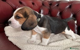 Beagle dogs for sale: Beagle Puppies - Image 15