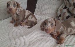 Miniature Dachshund dogs for sale: Adorable KC registered mini dachsund pups - Image 5