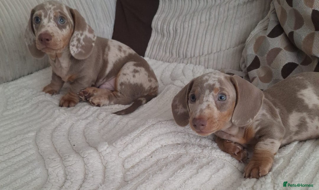 Miniature Dachshund dogs for sale: Adorable KC registered mini dachsund pups - Image 5