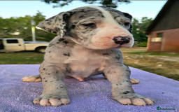 Great Dane dogs for sale:  Beautiful Great Dane Pups-Ready for Forever Homes - Image 20