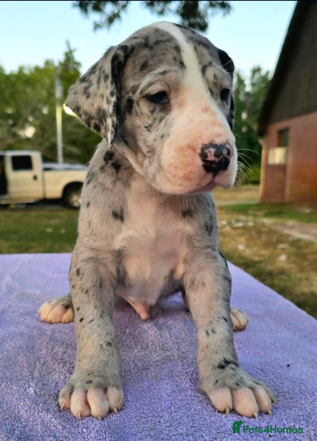 Great Dane dogs for sale:  Beautiful Great Dane Pups-Ready for Forever Homes - Image 20