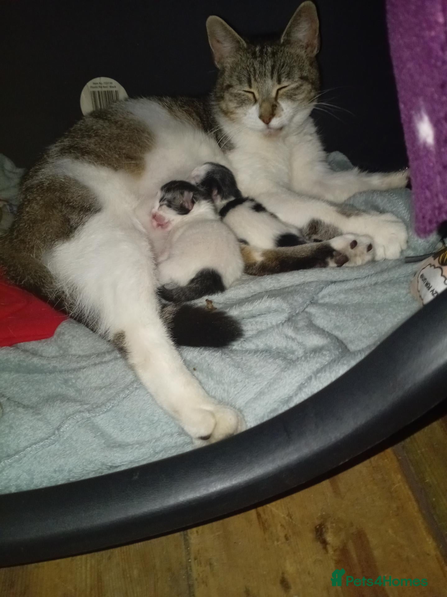 Mixed Breed cats Fluffy Kittens ✨  - Advert 7