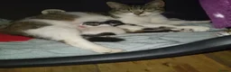 Mixed Breed cats for sale: Fluffy Kittens ✨  in Nottingham - Advert 1
