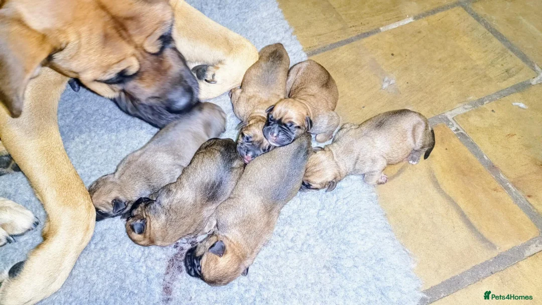 Bullmastiff dogs for sale: Beautiful Healthy Bullmastiff Puppies in Holmfirth - Advert 1