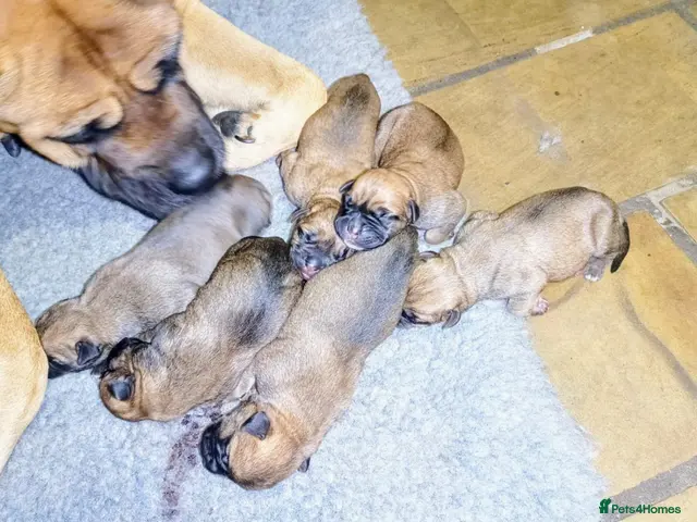 Bullmastiff dogs for sale: Beautiful Healthy Bullmastiff Puppies - Advert 1