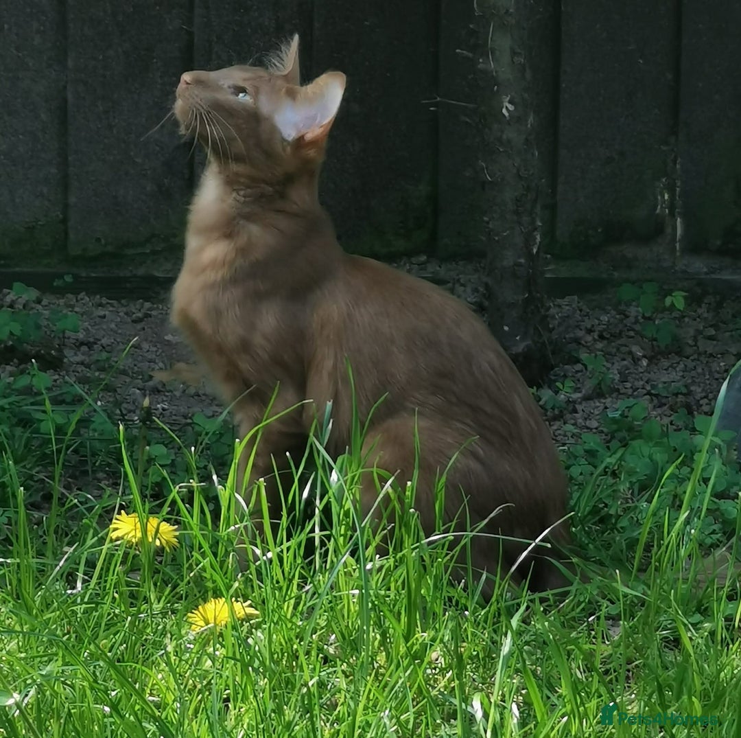 Balinese cats for sale: Stunning neutered Cinnamon boy - Advert 1