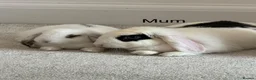 Mini Lop rabbits for sale: Super Cute Mini Lops ❤️ in Hailsham - Advert 17