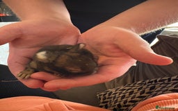 Mixed Breed rabbits for sale: Dwarf lion head/mini lop babies  - Advert 11