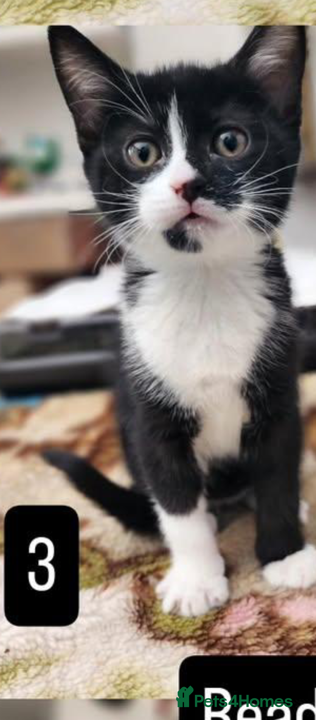 Mixed Breed cats for sale: Bombay X British Short Hair - Advert 6