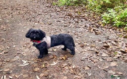 Shih Tzu dogs for sale: Litter of 5 Shih tzu puppys - Image 17