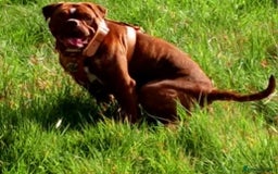 Mixed Breed dogs for sale: Bull-shepards  - Image 2