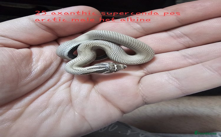 Snake reptiles - Advert 15