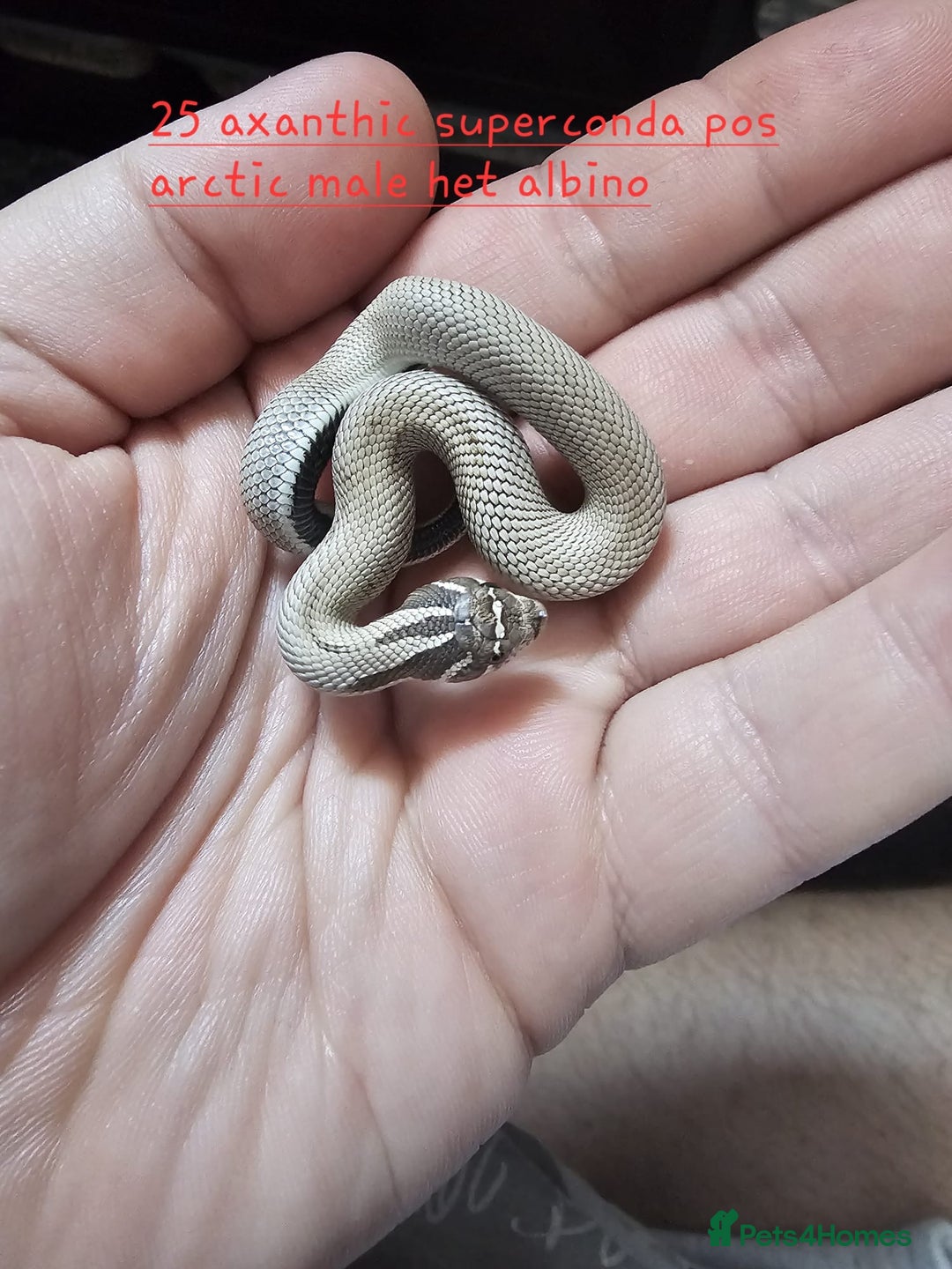 Snake reptiles for sale: Western Hognose Snakes  - Image 1