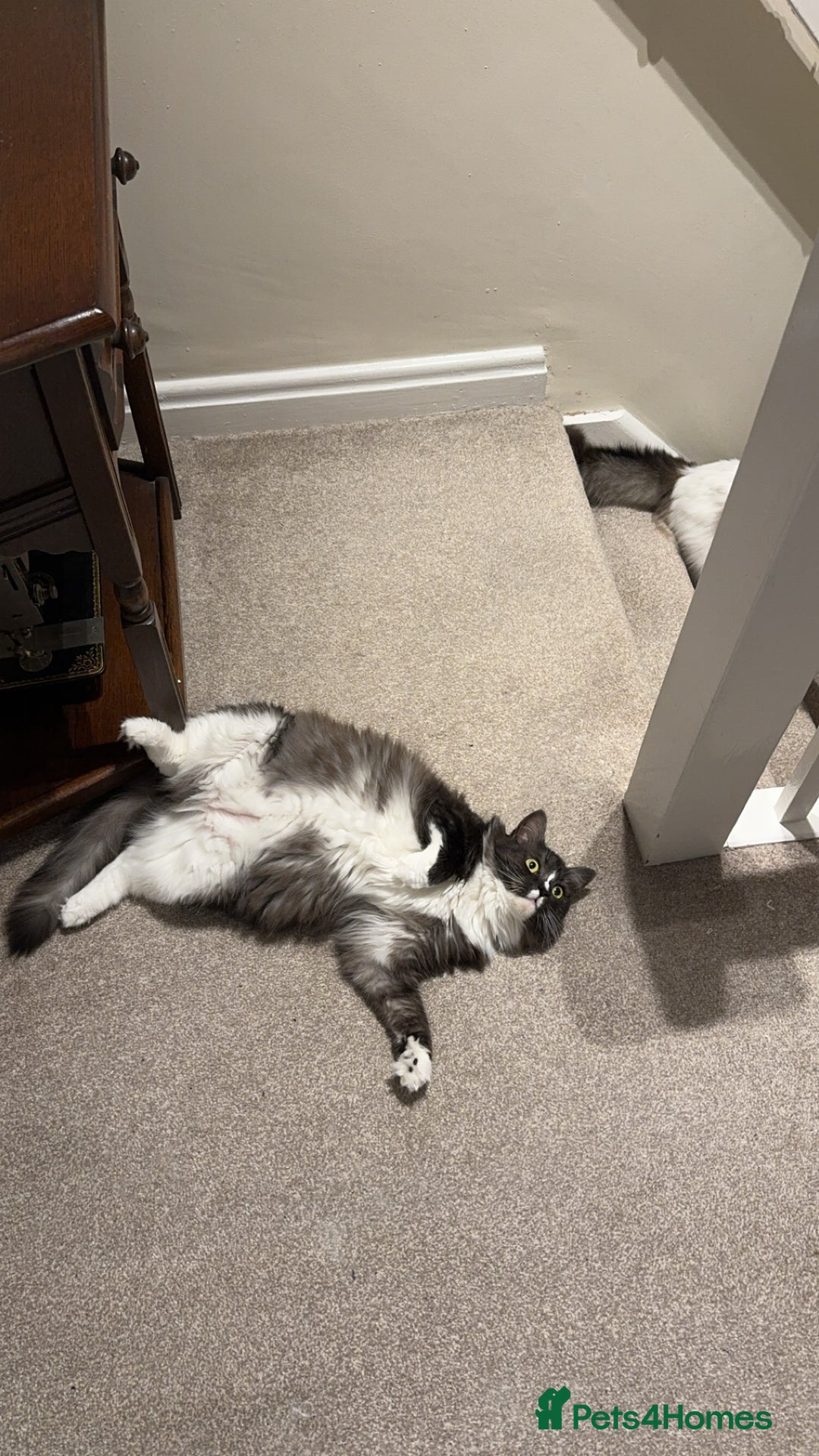 Mixed Breed cats for sale: Mila female 3 year old - Advert 8