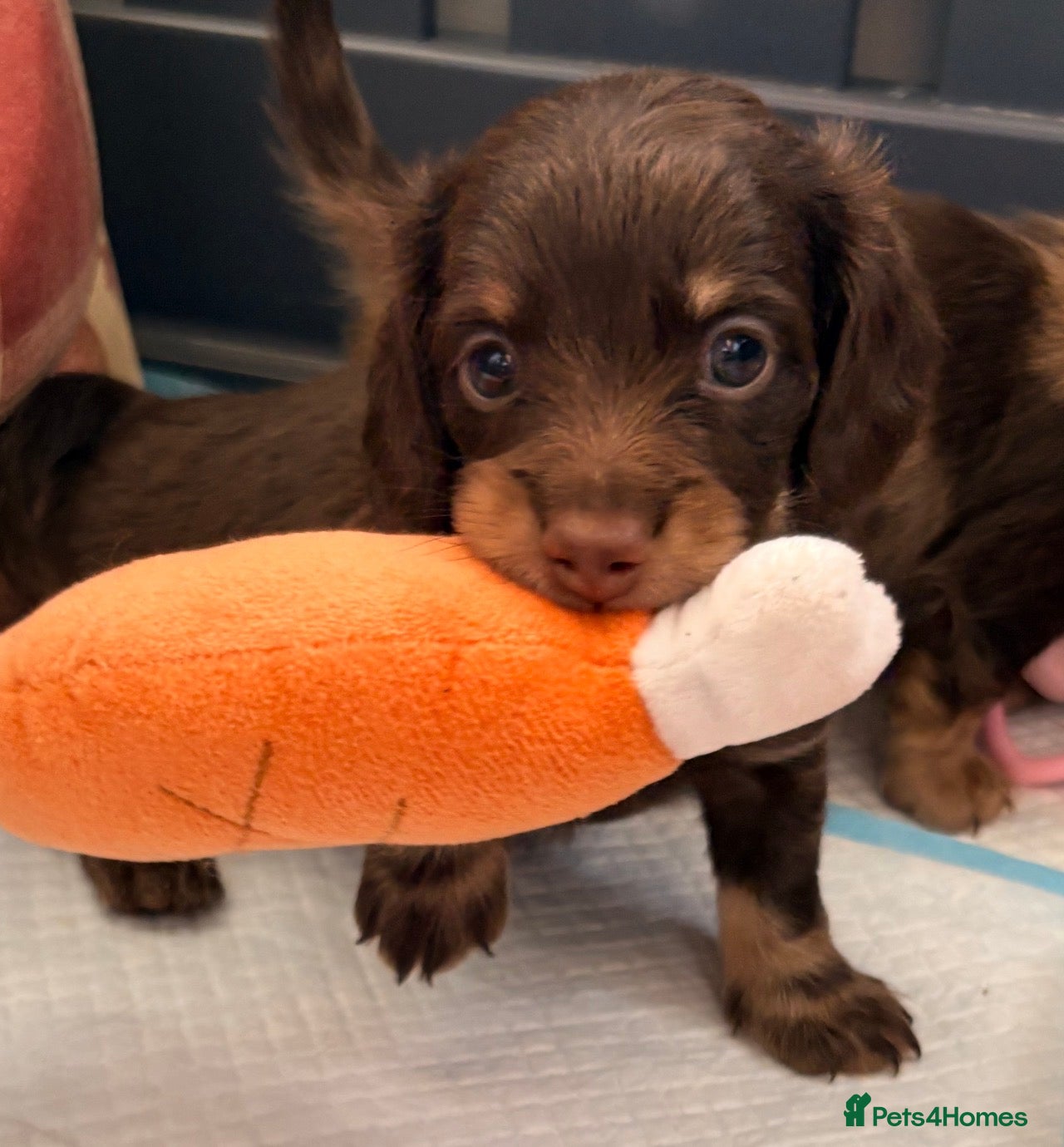 Miniature Dachshund dogs Beautiful long hair miniature dachshund pups - Advert 6