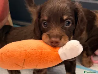 Miniature Dachshund dogs Beautiful long hair miniature dachshund pups - Advert 6