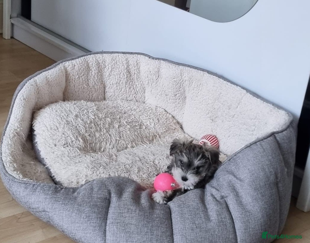 Mixed Breed dogs One unique hybrid puppy  - Advert 1