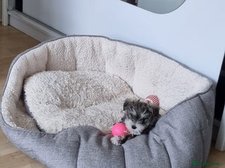 Mixed Breed dogs One unique hybrid puppy - Advert 1