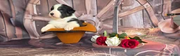 Australian Shepherd dogs for sale: Australian shepherds  - Advert 27
