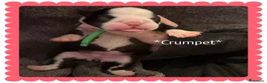 Boston Terrier 7