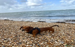 Miniature Dachshund dogs for stud: Miniature Dachshund for stud  - Image 2