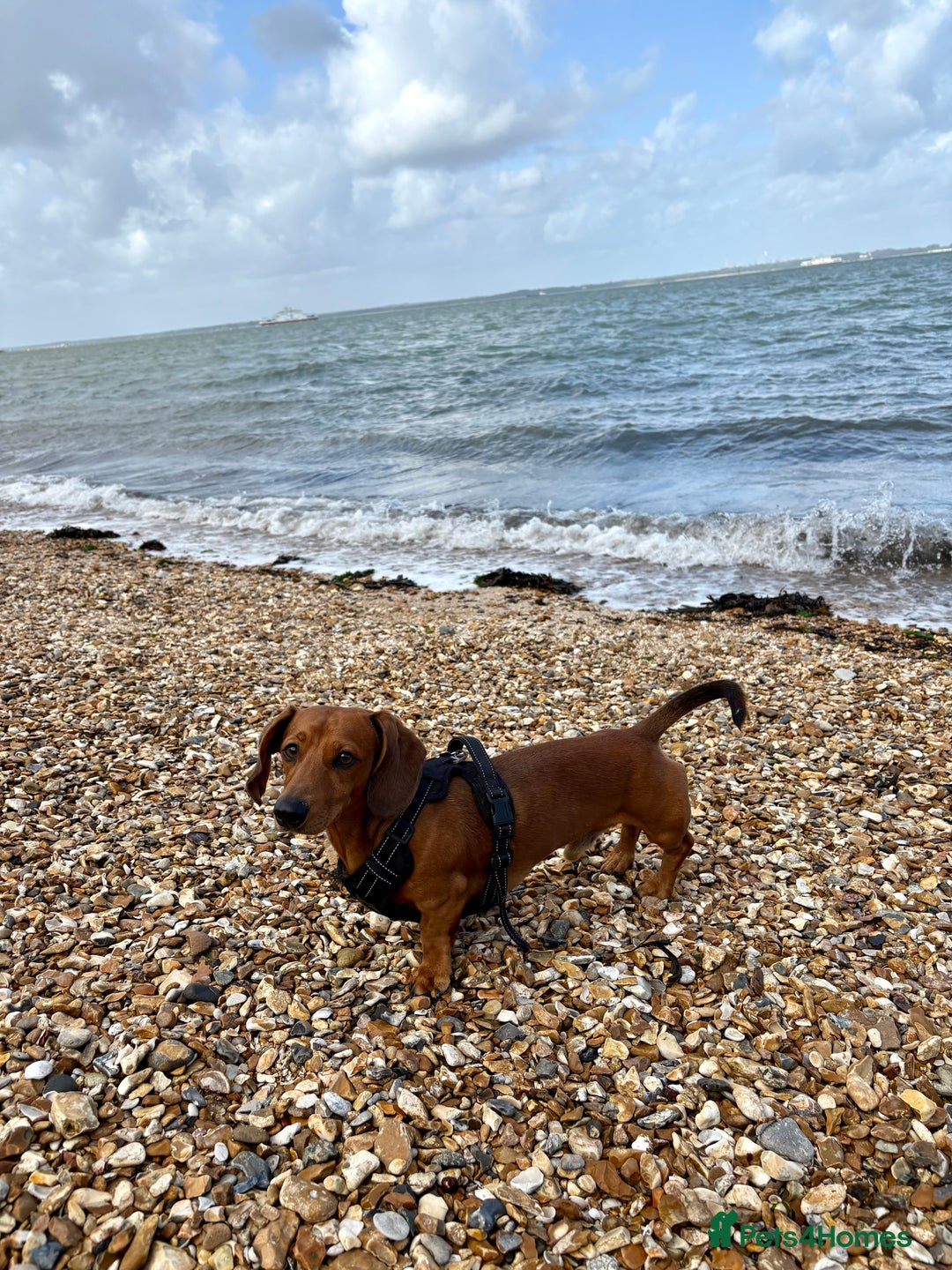 Miniature Dachshund dogs for stud: Miniature Dachshund for stud  - Image 2