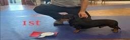 Miniature Dachshund dogs for stud: KC registered Miniature Dachshund Black and Tan - Advert 7