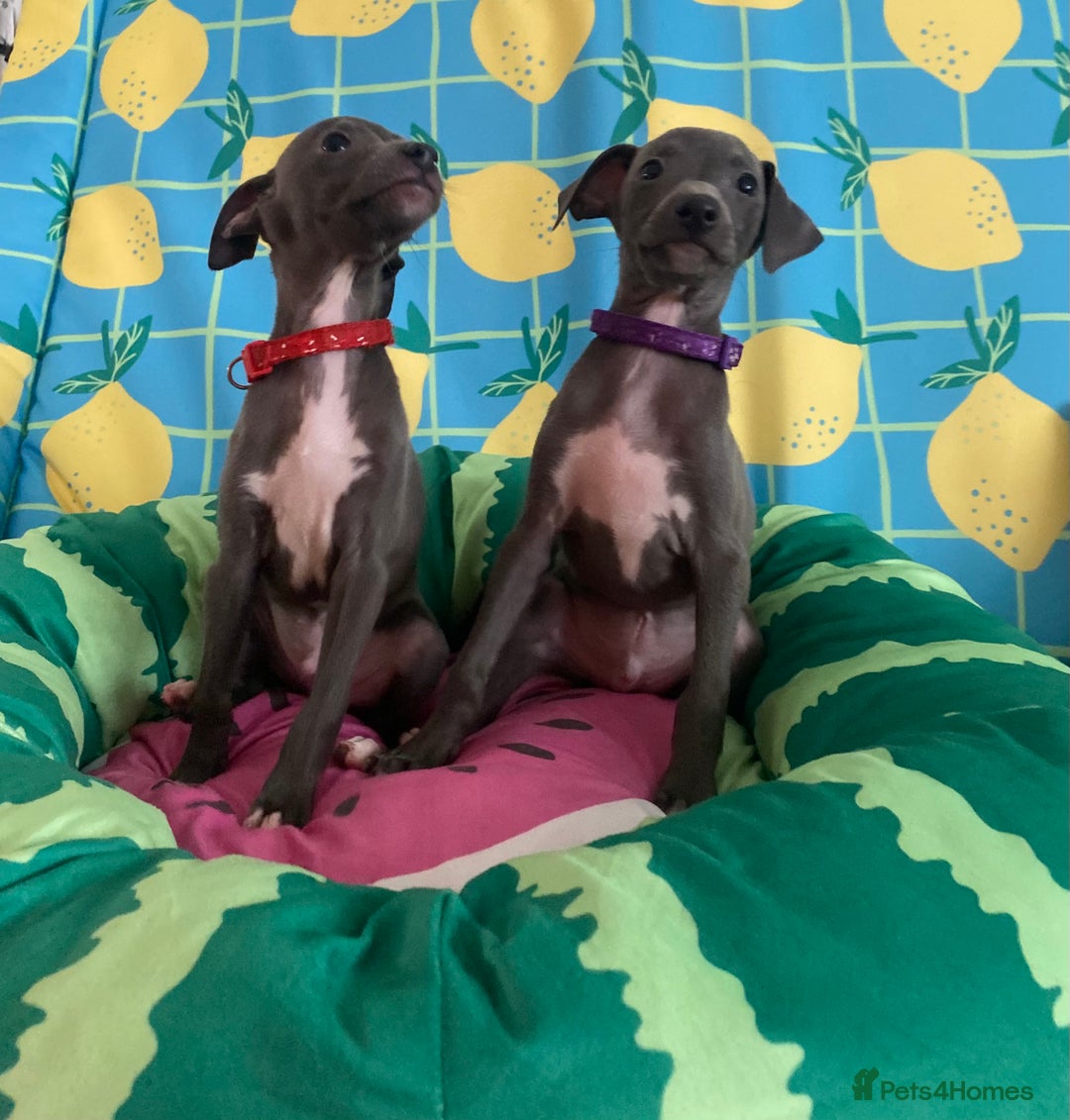 Italian Greyhound dogs for sale: Ready now 6 stunning blue boys kc reg - Image 27