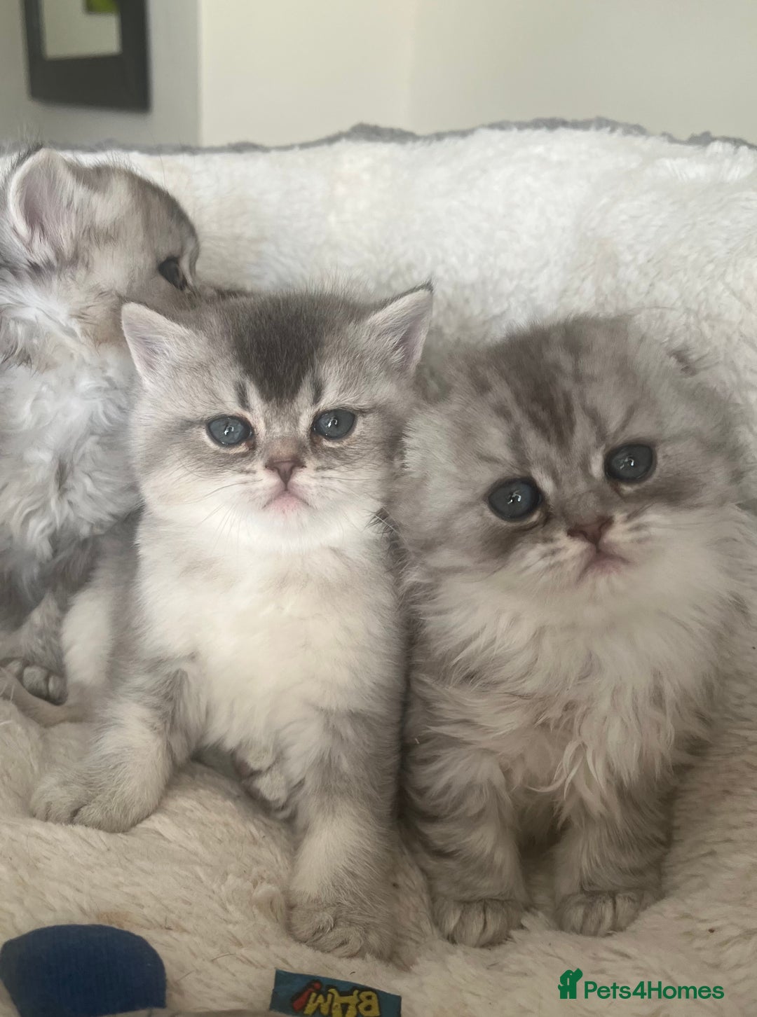 Scottish Fold cats for sale: Adorable Scottish Fold Kittens  - Advert 8