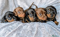 Miniature Dachshund dogs for sale: Genuine Short Haired Miniature Dachshund Puppies - Image 1